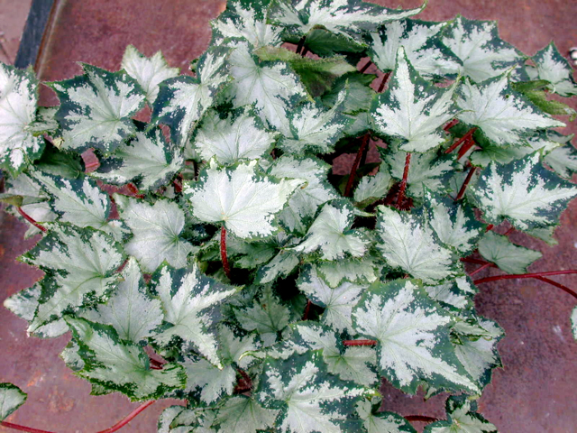 B. ‘Coral Cay’